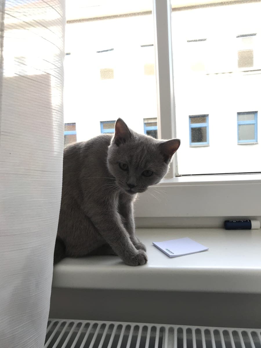Originalfoto: Eine graue Katze am Fensterbrett